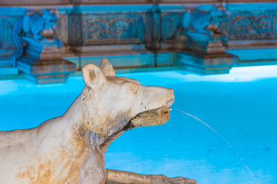 View of an animal against swimming pool