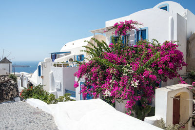 Pink flowering plant by building against sky