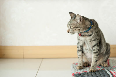 Cat sitting on doormat at home