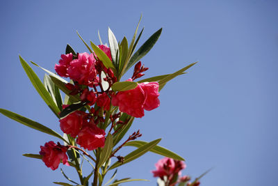 Low angle view of pink flowering plant against clear sky