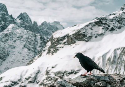 Bird perching on rock