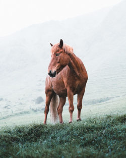 View of a horse on field