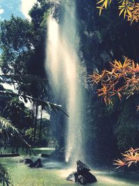 Scenic view of waterfall in forest