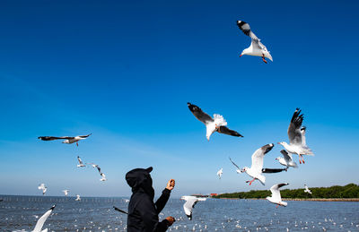 Group of seagulls flying in the sunny clear blue sky and have a man feeding on them.