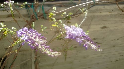 Close-up of purple flowers blooming outdoors