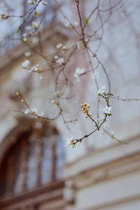 Low angle view of cherry blossoms in spring