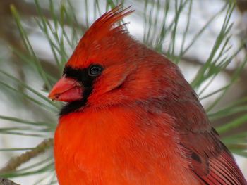 Close-up of bird