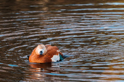 View of duck swimming in lake