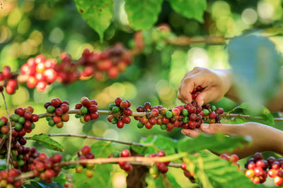 Close up farmer hands harvest coffee bean ripe red berries plant fresh seed coffee tree