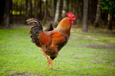 Close-up of rooster on field