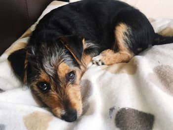 Close-up portrait of a dog resting on bed