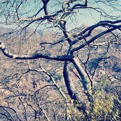 Low angle view of bare trees against sky