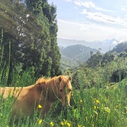 Horse on field by trees against sky