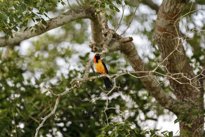 Low angle view of bird perching on tree