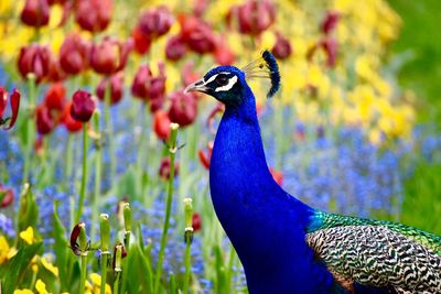 Close-up of peacock