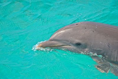View of a dolphin in turquoise water