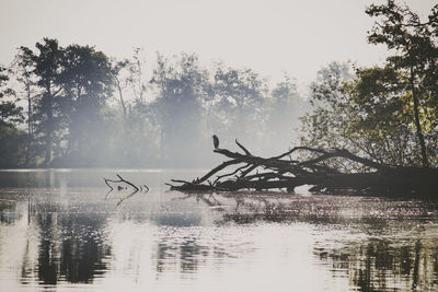 Scenic view of river by trees against sky