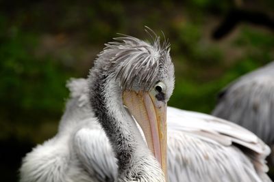 Close-up of a bird