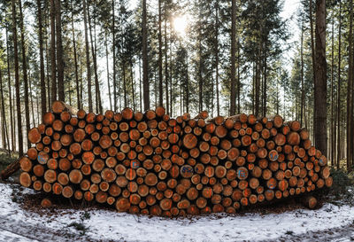 Stack of logs in forest during winter