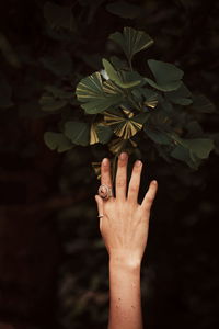 Close-up of hand touching leaves