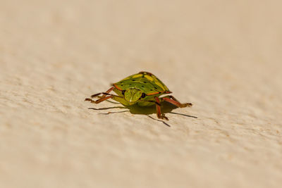 Close-up of insect on sand