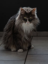 Portrait of cat sitting on table