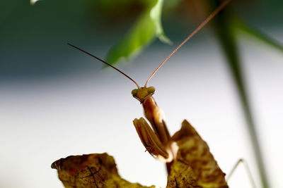 Close-up of insect on leaf