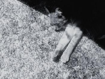 Cat sitting on floor