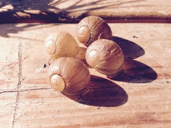 Close-up of animal shells on table during sunny day