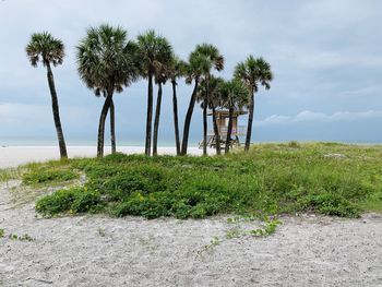 Palm trees against sky at beach