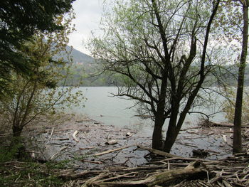 Trees by lake in forest against sky