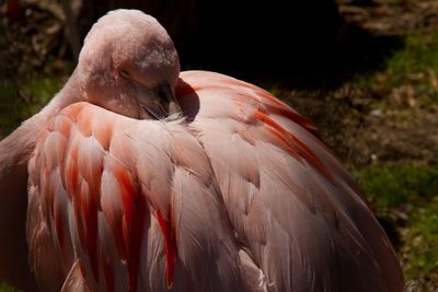 Close-up of bird