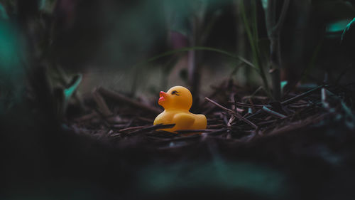 Close-up of small stuffed toy on field