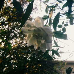 Close-up of flowers on tree