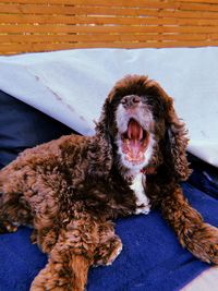 Portrait of dog against wall