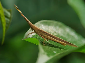 Close-up of insect on leaf