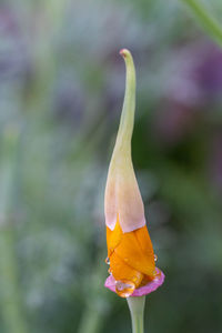 Close-up of yellow flower against blurred background