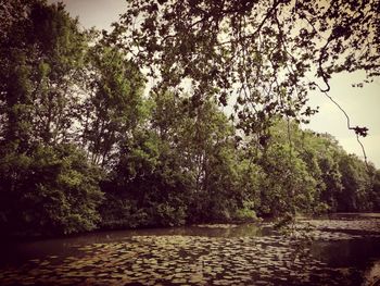 Scenic view of lake in forest against sky