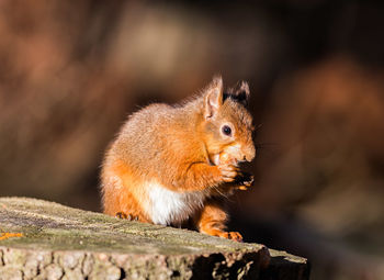 Close-up of squirrel