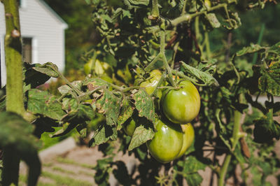 Close-up of fruit growing on plant