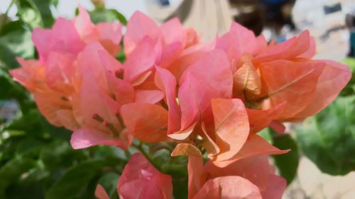 Close-up of pink flowering plant