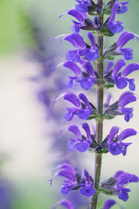 Close-up of purple flowers