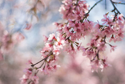 Close-up of pink cherry blossom