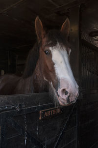 Horse standing in stable