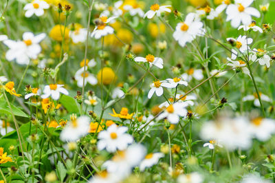 Close-up of white daisies blooming in park