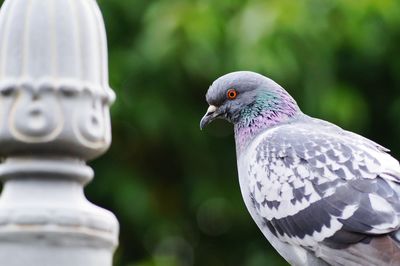 Close-up of bird perching on railing