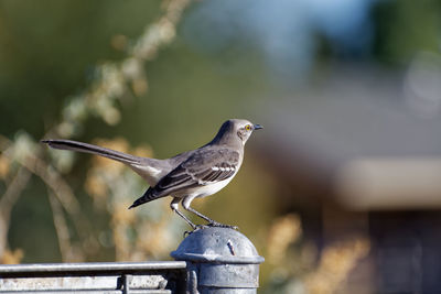 Close-up of bird perching outdoors