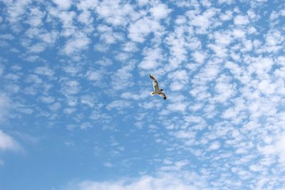 Low angle view of seagull flying in sky