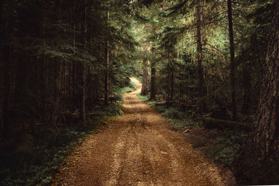 Dirt road along trees in forest