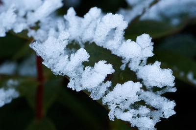 Close-up of snow covered plant